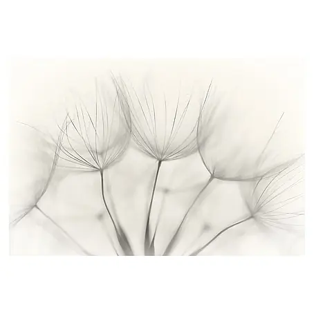Papermoon Premium collection Fototapete Nahaufnahme Pusteblume