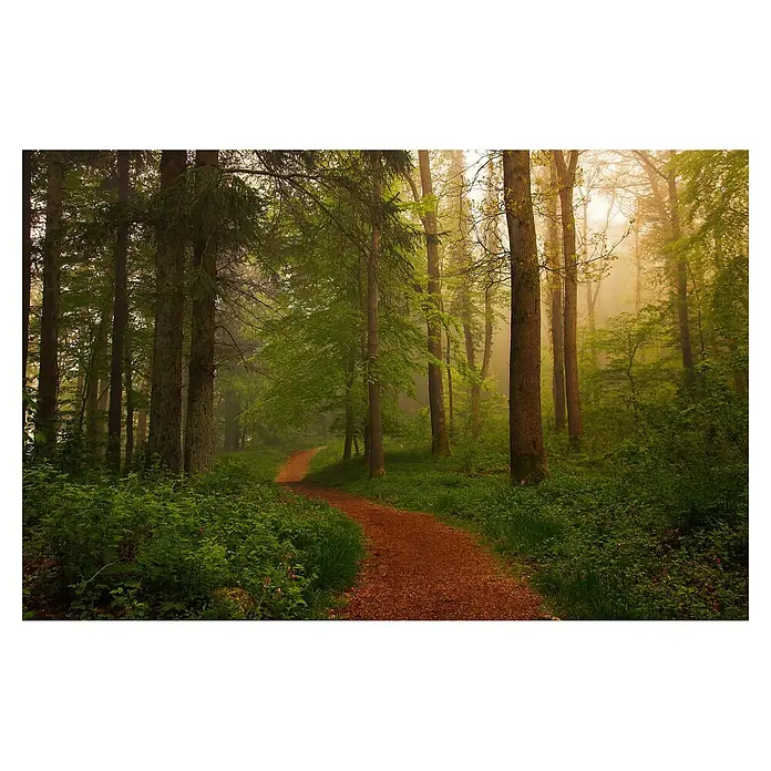 Papermoon Premium collection Fototapete Der Rote Pfad - B x H: 400 x 260 cm, Vlies - Waldweg im Frühling, umgeben von üppigem Grün und sanftem Nebel. Ein idyllischer Pfad lädt zum Verweilen in der Natur ein.