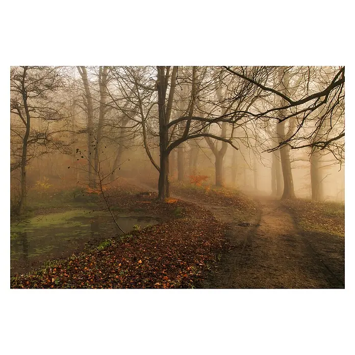 Papermoon Premium collection Fototapete Welchen Weg II - B x H: 400 x 260 cm, Vlies - Nebliger Waldweg mit Bäumen und Herbstlaub, der eine geheimnisvolle und ruhige Atmosphäre erzeugt.