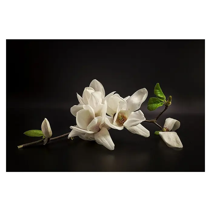 Papermoon Premium collection Fototapete Magnolie - B x H: 500 x 280 cm, Vlies - Nahaufnahme von weißen Magnolienblüten auf einem Ast vor einem dunklen Hintergrund. Elegante florale Dekoration.