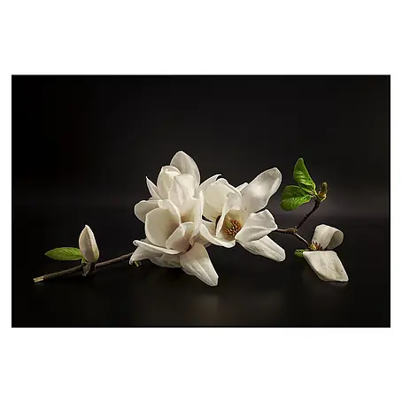 Papermoon Premium collection Fototapete Magnolie