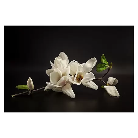 Papermoon Premium collection Fototapete Magnolie