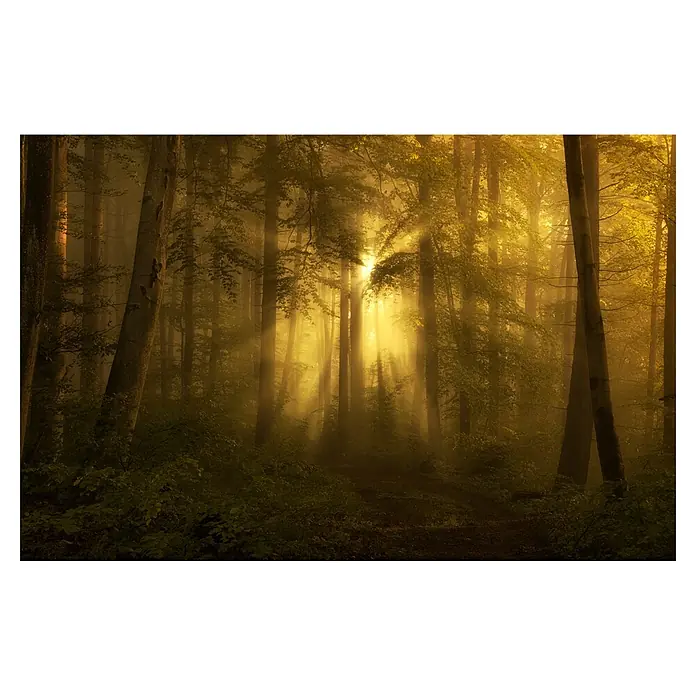 Papermoon Premium collection Fototapete Gelb größere Bild - B x H: 200 x 149 cm, Vlies - Lichtstrahlen erhellen einen nebligen Waldweg. Die goldenen Sonnenstrahlen scheinen durch die Baumwipfel und tauchen die Szene in ein warmes Licht.