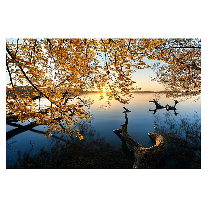 Papermoon Premium collection Fototapete Herbstmorgen - B x H: 400 x 260 cm, Vlies - Stimmungsvolles Landschaftsbild mit goldenen Blättern und einem ruhigen See bei Sonnenaufgang. Die Äste ragen ins Wasser und spiegeln sich sanft.