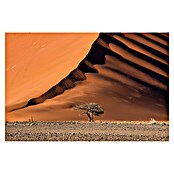 Papermoon Premium collection Fototapete Düne und Baum (B x H: 400 x 260 cm, Vlies) | BAUHAUS