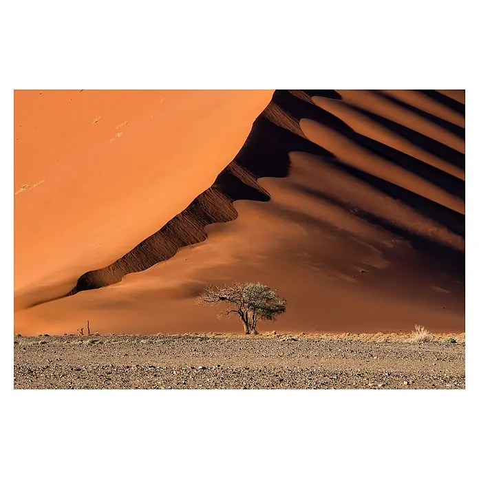 Papermoon Premium collection Fototapete Düne und Baum - B x H: 500 x 280 cm, Vlies - Ein atemberaubendes Bild einer einsamen Akazie vor einer riesigen Sanddüne in der Namib-Wüste, Namibia. Die Schatten verleihen der Szene Tiefe.