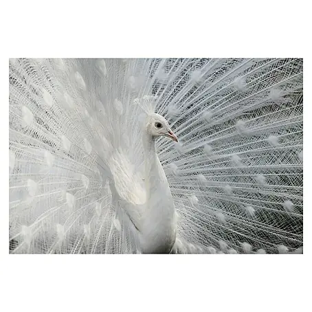 Papermoon Premium collection Fototapete Weißer Pfau