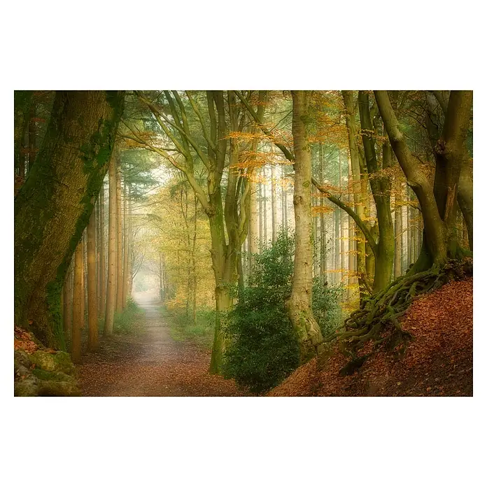 Papermoon Premium collection Fototapete Nach dem Nebel - B x H: 500 x 280 cm, Vlies - Waldweg im Herbst mit Bäumen und Laub, die eine friedliche und malerische Szene schaffen.