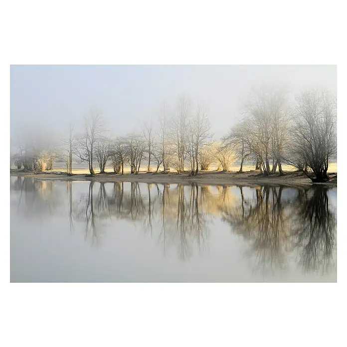 Papermoon Premium collection Fototapete Januarmorgen - B x H: 500 x 280 cm, Vlies - Nebelverhangene Bäume spiegeln sich friedlich im ruhigen Wasser, eine stille und bezaubernde Winterlandschaft, eingefangen in einem Bild.