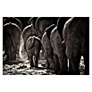 Papermoon Premium collection Fototapete Elefantenherde (B x H: 500 x 280 cm, Vlies) | BAUHAUS