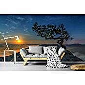 Papermoon Premium collection Fototapete Alte Kiefer (B x H: 450 x 280 cm, Vlies) | BAUHAUS