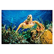 Papermoon Premium collection Fototapete Turtle Karibik Riff (B x H: 250 x 186 cm, Vlies) | BAUHAUS