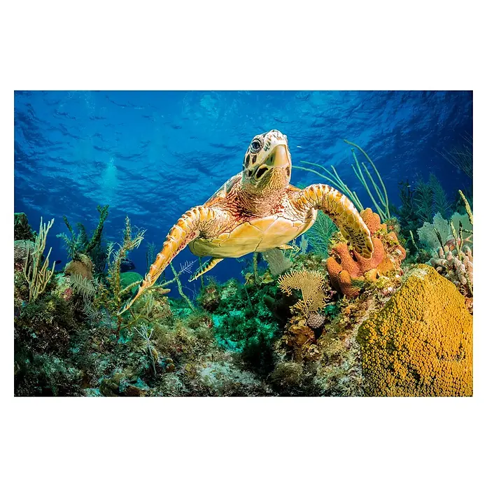 Papermoon Premium collection Fototapete Turtle Karibik Riff - B x H: 250 x 186 cm, Vlies - Unterwasseraufnahme einer Meeresschildkröte, die zwischen Korallenriffen schwimmt. Die warme Beleuchtung betont die Farben der marinen Lebenswelt.