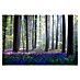 Papermoon Premium collection Fototapete Blauer Blumenwald 