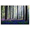 Papermoon Premium collection Fototapete Blauer Blumenwald (B x H: 350 x 260 cm, Vlies) | BAUHAUS