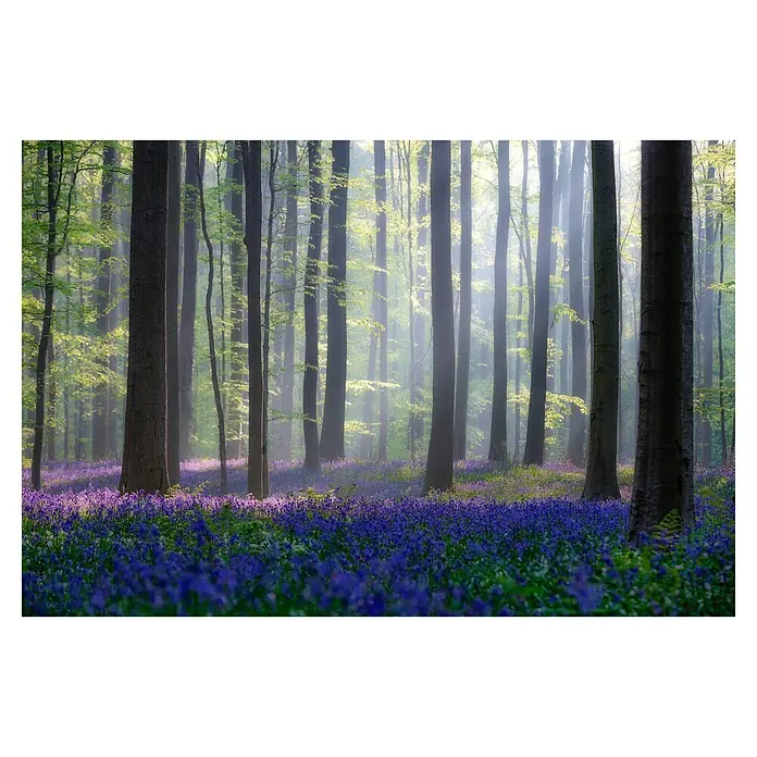 Papermoon Premium collection Fototapete Blauer Blumenwald - B x H: 450 x 280 cm, Vlies - Wald mit blauem Glockenblumenteppich im Frühling. Sonnenstrahlen scheinen durch die Bäume und beleuchten die Blüten.