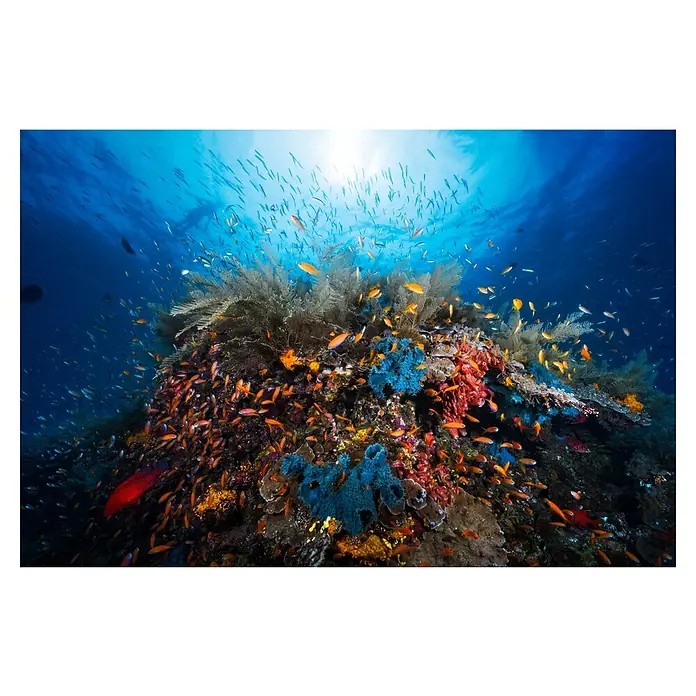 Papermoon Premium collection Fototapete Apnoe - B x H: 300 x 223 cm, Vlies - Unterwasseraufnahme eines Korallenriffs mit vielen bunten Fischen und Pflanzen, die eine lebendige Unterwasserwelt zeigen.