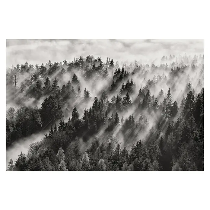 Papermoon Premium collection Fototapete Baumspitzen - B x H: 300 x 223 cm, Vlies - Nebelverhangener Wald: Mystische Schwarzweißaufnahme mit Bäumen, die im Nebel verschwinden und geheimnisvolle Lichtstrahlen erzeugen.