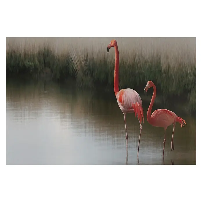 Papermoon Premium collection Fototapete Flamingopaar - B x H: 300 x 223 cm, Vlies - Zwei Flamingos stehen im Wasser vor Schilfgras, ein größeres und ein kleineres Tier mit rosafarbenem Gefieder.