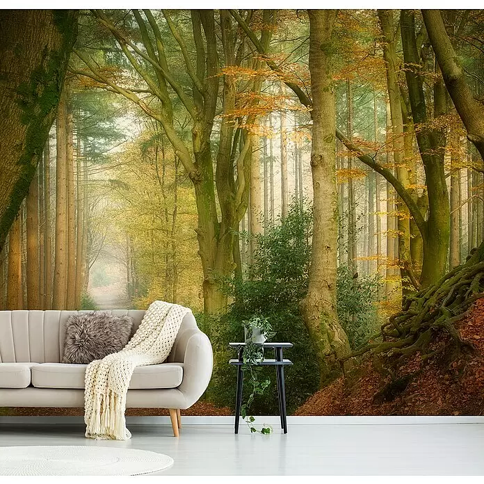 Papermoon Premium collection Fototapete Nach dem Nebel - B x H: 500 x 280 cm, Vlies - Wald-Wandbild mit herbstlichem Waldweg zwischen hohen Bäumen mit lebhaftem Laub, hinter einem Sofa.