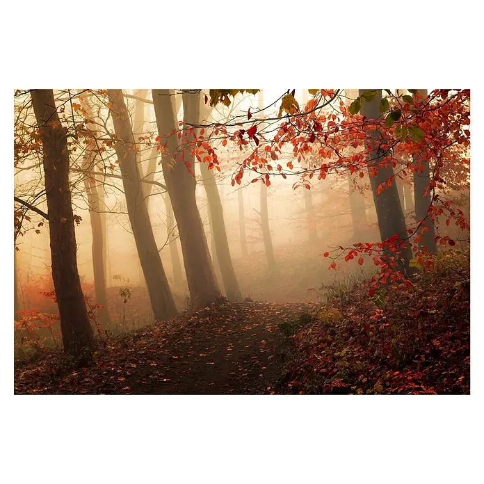 Papermoon Premium collection Fototapete Auf Das Licht - B x H: 350 x 260 cm, Vlies - Herbstlicher Waldweg im Nebel. Rote Blätter säumen den Weg durch den mystischen Wald, der in sanftes Licht getaucht ist.