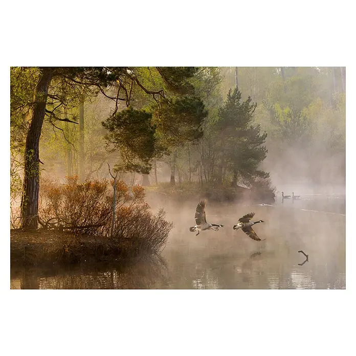 Papermoon Premium collection Fototapete Gänsehaut - B x H: 250 x 186 cm, Vlies - Morgenstimmung am See mit fliegenden Gänsen im Fokus, Bäume und Nebel erzeugen eine friedliche Atmosphäre.
