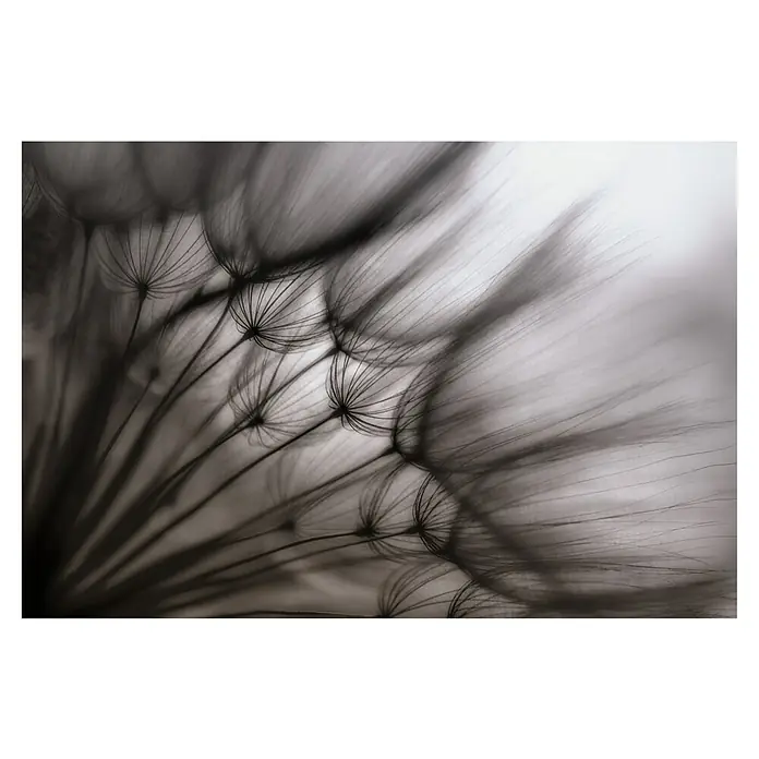 Papermoon Premium collection Fototapete Pusteblume Durchsch. - B x H: 200 x 149 cm, Vlies - Nahaufnahme einer Pusteblume, die ihre filigranen Samen mit den feinen Linien und zarten Details zeigt. Perfekt für naturinspirierte Designs.