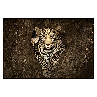 Papermoon Premium collection Fototapete Leopard Masai Mara (B x H: 200 x 149 cm, Vlies)