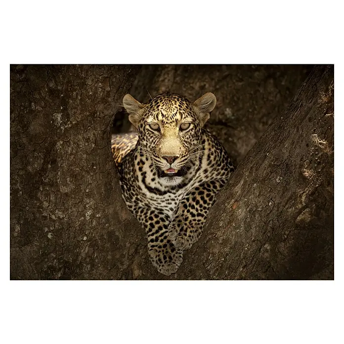 Papermoon Premium collection Fototapete Leopard Masai Mara - B x H: 450 x 280 cm, Vlies - Leopard ruht in einem Baum, sein geflecktes Fell und sein durchdringender Blick sind gut sichtbar. Ruhige Wildheit in der afrikanischen Wildnis.