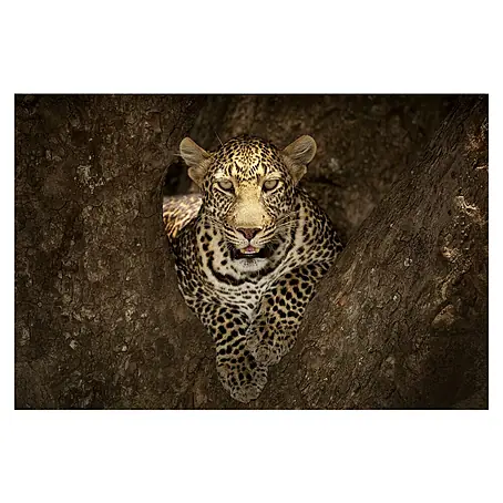 Papermoon Premium collection Fototapete Leopard Masai Mara