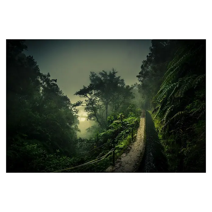 Papermoon Premium collection Fototapete Levada Walk - B x H: 200 x 149 cm, Vlies - Ein moosbewachsener Pfad schlängelt sich durch dichten, grünen Wald. Feuchter Waldweg führt zu verborgenen Pfaden.