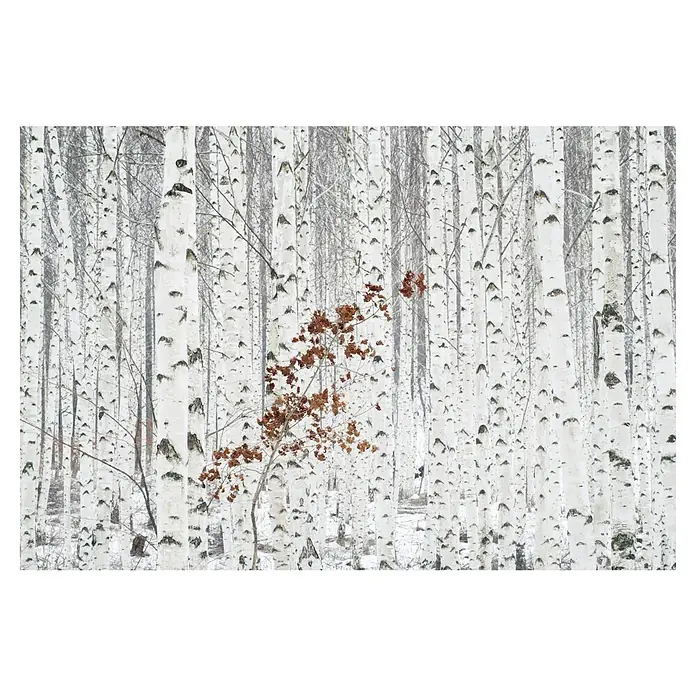 Papermoon Premium collection Fototapete Birkenweiß - B x H: 400 x 26 cm, Vlies - Winterliche Birkenwaldszene mit Fokus auf einen einzelnen Baum mit braunen Blättern, ein Farbtupfer in der sonst monochromen Landschaft.