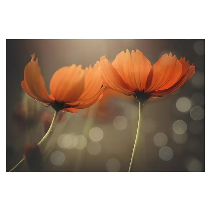 Papermoon Premium collection Fototapete Freunde - B x H: 500 x 280 cm, Vlies - Zwei orangefarbene Cosmea-Blüten stehen vor einem verschwommenen Hintergrund und fangen die zarte Schönheit der Natur in einem faszinierenden Bild ein.