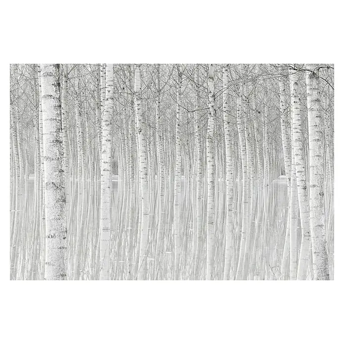 Papermoon Premium collection Fototapete Bäume - B x H: 250 x 186 cm, Vlies - Schwarz-Weiß-Foto von Birkenstämmen in einem Wald, die sich im Wasser spiegeln und eine ruhige, monochrome Szene schaffen.