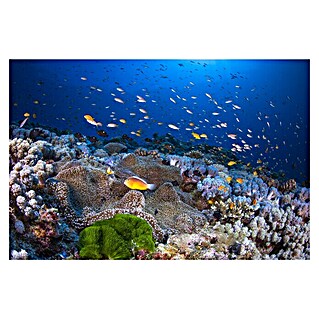 Papermoon Premium collection Fototapete Anemon und Anthias (B x H: 350 x 260 cm, Vlies)