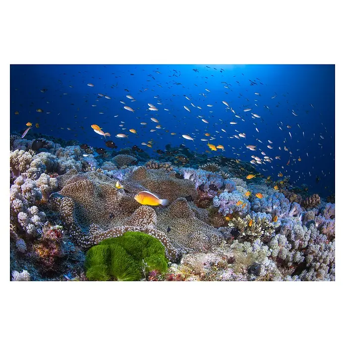 Papermoon Premium collection Fototapete Anemon und Anthias - B x H: 400 x 260 cm, Vlies - Unterwasseraufnahme mit gelbem Fisch zwischen Anemonen und Korallen, umgeben von blauem Wasser und vielen kleinen Fischen.
