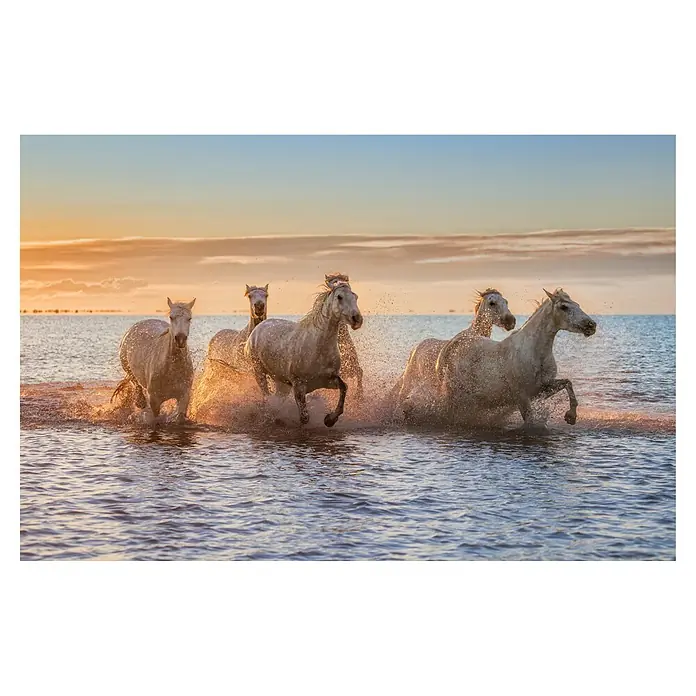 Papermoon Premium collection Fototapete Camargue-Pferde II - B x H: 250 x 186 cm, Vlies - Eine atemberaubende Aufnahme von Camargue-Pferden, die anmutig durch das seichte Wasser galoppieren, mit dem warmen Licht des Sonnenuntergangs.