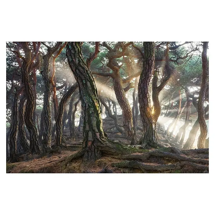 Papermoon Premium collection Fototapete Heilige Kiefern - B x H: 400 x 260 cm, Vlies - Lichtstrahlen dringen durch einen dichten Kiefernwald, der eine mystische Atmosphäre mit seinen knorrigen Bäumen erzeugt.