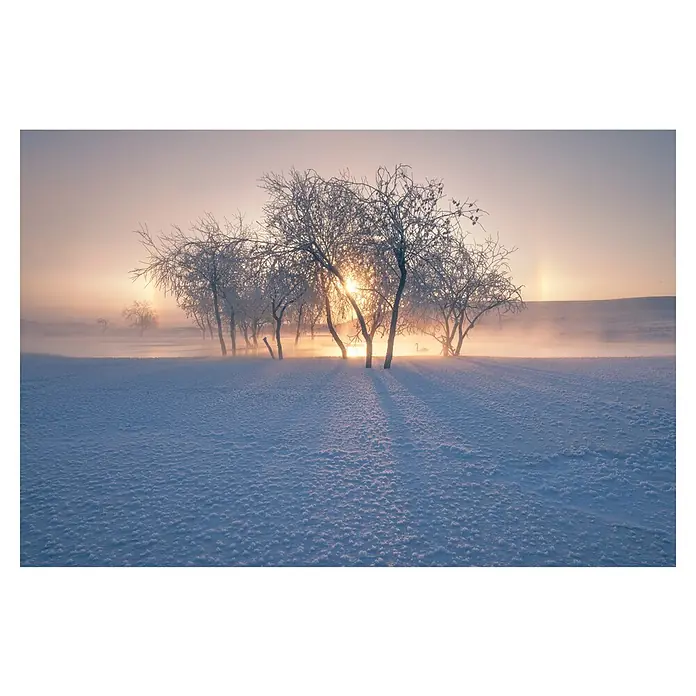 Papermoon Premium collection Fototapete Schneelandschaft Winter - B x H: 250 x 186 cm, Vlies - Winterlandschaft mit Bäumen, die von Frost bedeckt sind, und einer strahlenden Sonne. Stimmungsvolle Szene in kalten Farbtönen mit besonderem Licht.