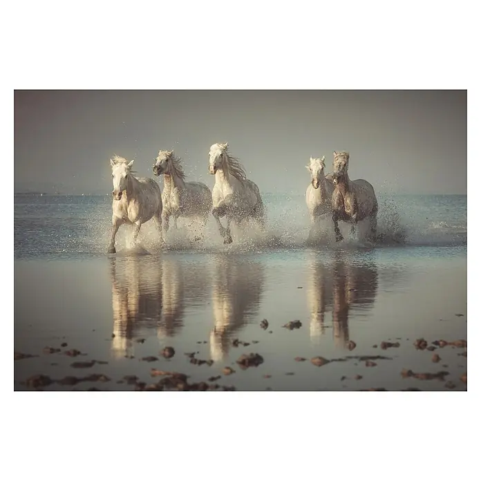 Papermoon Premium collection Fototapete Camargue-Pferde - B x H: 500 x 280 cm, Vlies - Eine Herde weißer Pferde galoppiert durch das Wasser und erzeugt Spritzer und Spiegelungen im ruhigen Wasser.