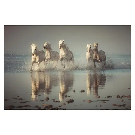 Papermoon Premium collection Fototapete Camargue-Pferde