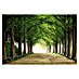 Papermoon Premium collection Fototapete Metasequoiaroad 