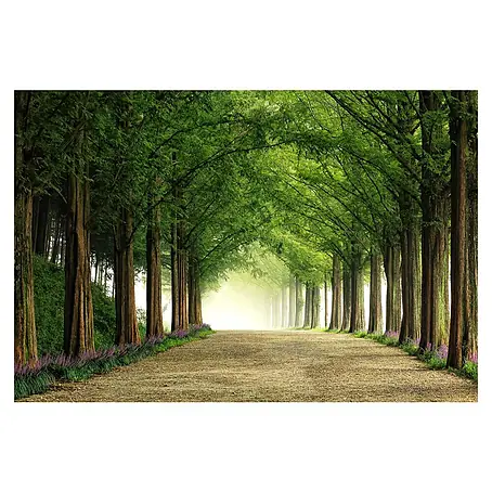 Papermoon Premium collection Fototapete Metasequoiaroad