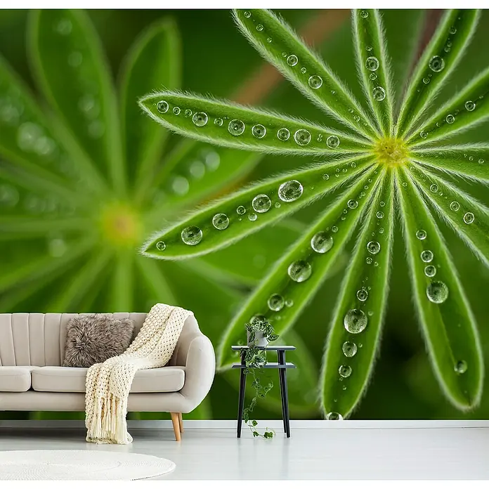 Papermoon Premium collection Fototapete Perlige Lupine - B x H: 400 x 260 cm, Vlies - Nahaufnahme eines Wandbildes mit grünen Blättern und Tautropfen, das einem Raum eine natürliche und frische Atmosphäre verleiht.