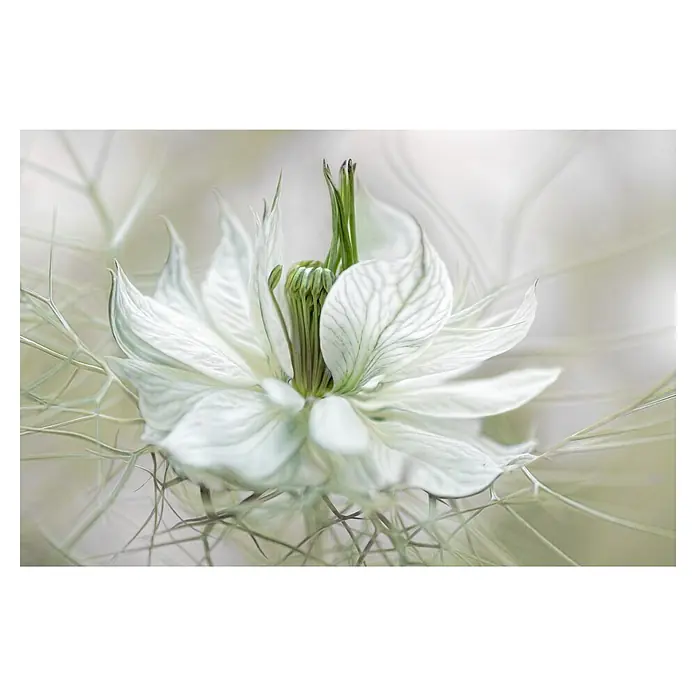 Papermoon Premium collection Fototapete Nigella - B x H: 200 x 149 cm, Vlies - Detailaufnahme einer zarten, weißen Jungfer im Grünen Blüte mit filigranen Blütenblättern und grünen Akzenten.