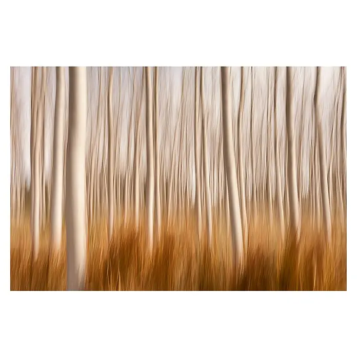 Papermoon Premium collection Fototapete Frühlingspappeln - B x H: 250 x 186 cm, Vlies - Abstraktes Bild eines Birkenwaldes mit herbstlichem Gras im Vordergrund, erzeugt durch eine lange Belichtungszeit.