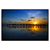 Papermoon Premium collection Fototapete Sunset Camel Ride (B x H: 400 x 260 cm, Vlies) | BAUHAUS