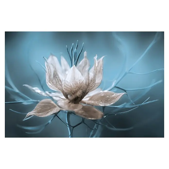 Papermoon Premium collection Fototapete Blumenblüte Türkis - B x H: 500 x 280 cm, Vlies - Zarte Nigella-Blüte mit filigranen Blütenblättern und Wassertropfen, kunstvoll in Szene gesetzt vor blauem Hintergrund.