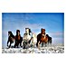 Papermoon Premium collection Fototapete Mongolei-Pferde 