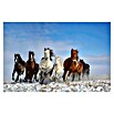 Papermoon Premium collection Fototapete Mongolei-Pferde (B x H: 450 x 280 cm, Vlies) | BAUHAUS